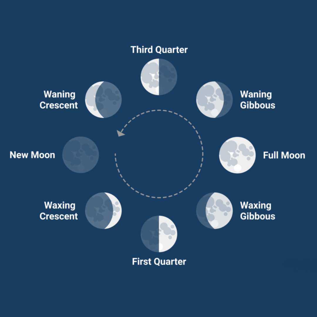 Rejuvenating Moon Nectar Facial Oil
